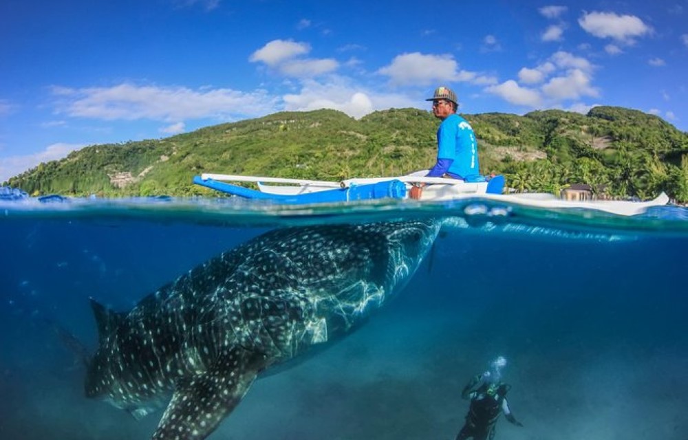Tree Rings Beach Resort at Oslob Whale Shark